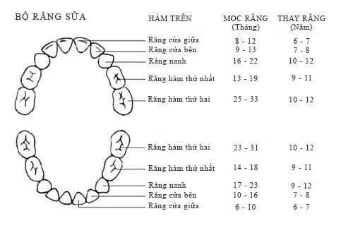 thứ tự mọc răng sữa của trẻ