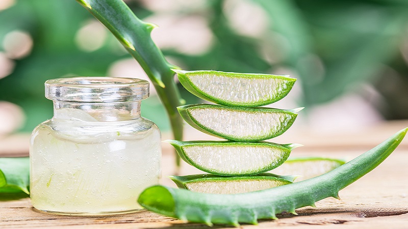 Lô hội (Aloe vera): Tác dụng, cách dùng, tác dụng phụ của lô hội