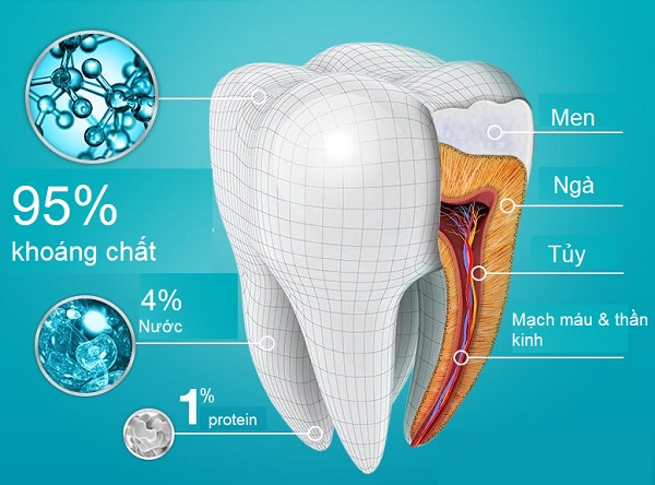 Men răng là gì? Các vấn đề của men răng dễ gặp phải?